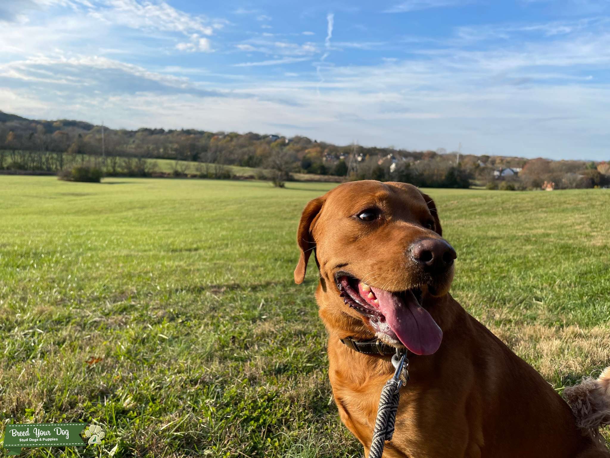 Red Fox English Labrador - Stud Dog in Franklin, TN, United States