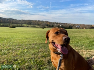 Red Fox English Labrador Listing Image