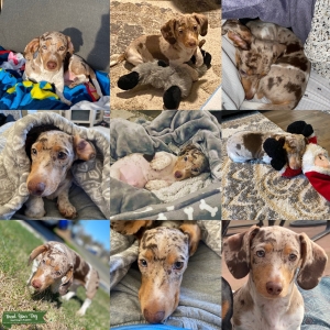Tri colored Dachshund  Listing Image