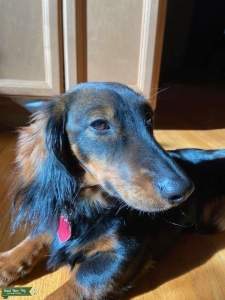 Black and Sable Daschund  Listing Image