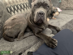 Stud Male Looking For That Right Female Listing Image