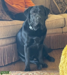Black English Labrador Listing Image