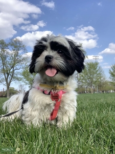 Shorkie Female  Listing Image
