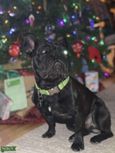 Stud looking for his bitch Listing Image