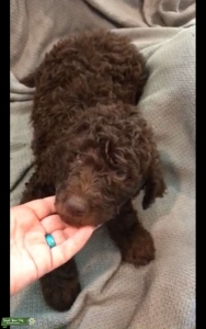 Brown male CKC registered Labradoodle for stud Listing Image