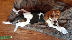 Basset Tri-Color Listing Image