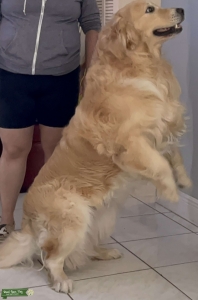 ACK Male Golden Retriever Listing Image