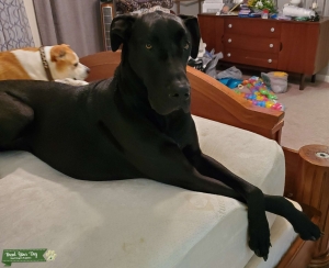 AKC Black Great Dane Listing Image