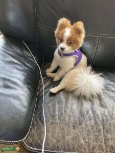White and tan Pomeranian Listing Image