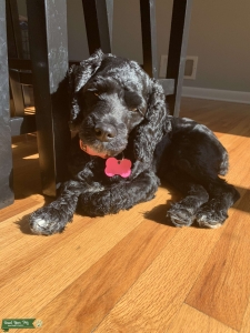 Cute cockerpoo looking for parter Listing Image