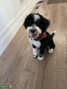 Mini Bernedoodle  Listing Image