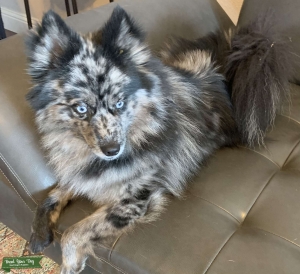 Blue Merle Pomsky  Listing Image