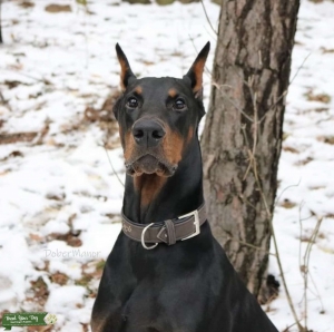 European Doberman Listing Image