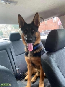 German Shepard stud  Listing Image