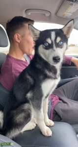Alaskan Klee Kai Listing Image