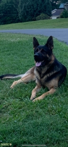 AKC German Shepherd  Listing Image