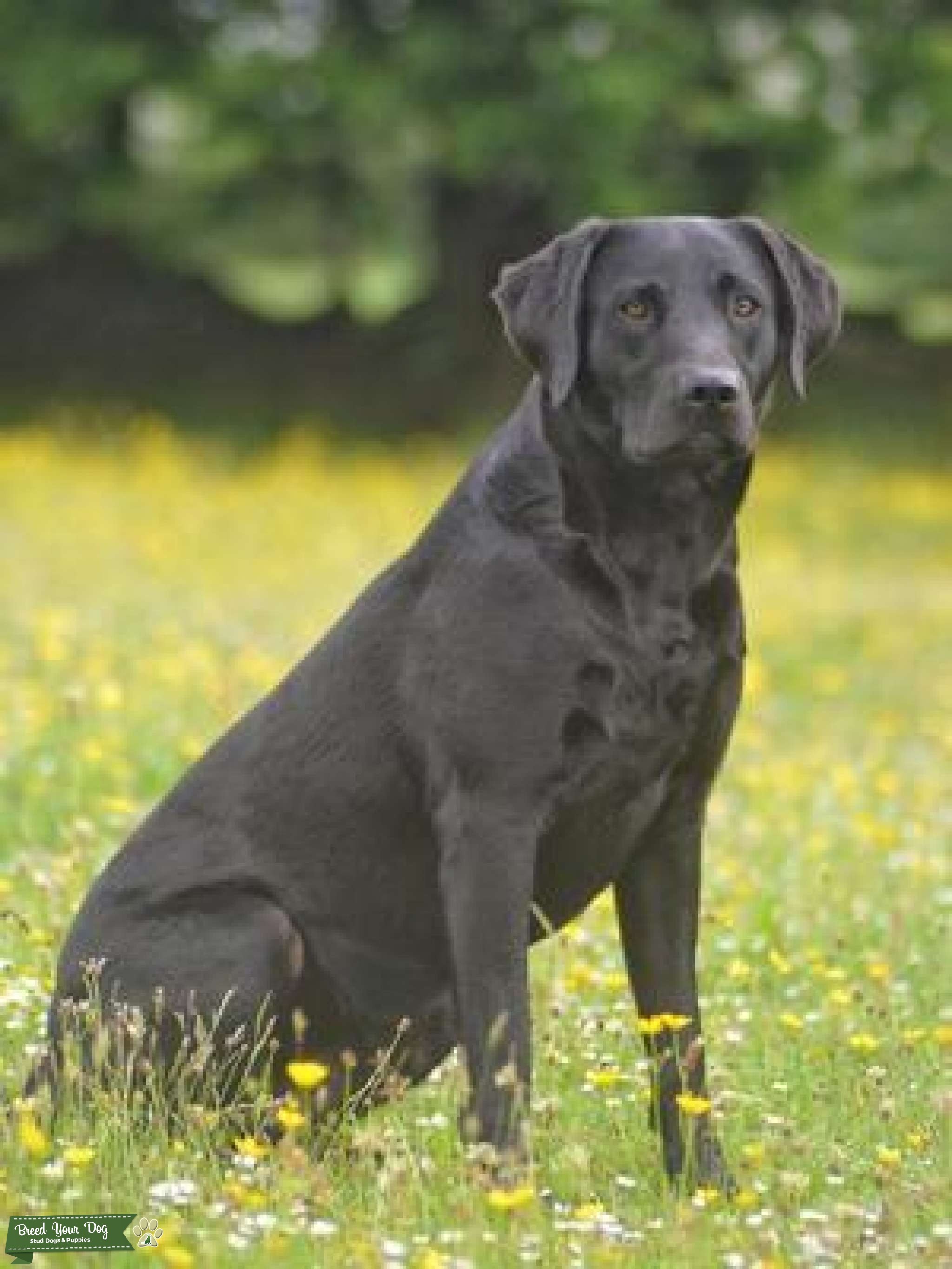 LABRADOR RETRIEVER FULLY HEALTH TESTED KC ASSURED BREEDER PROVEN