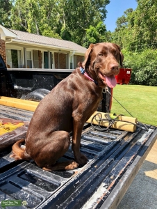 Chocolate Lab AKC stud Listing Image
