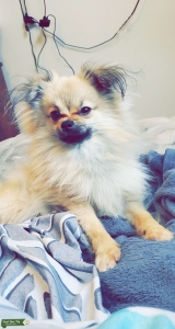 Boy Pomeranian looking to breed with a female  Listing Image