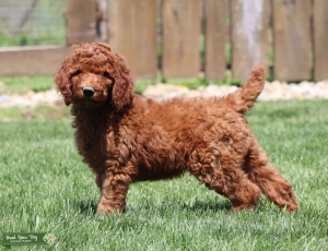 Friendly Super Sweet Red AKC Poodle Listing Image