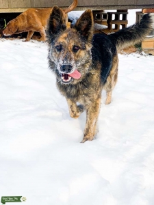German Sheppard  Listing Image