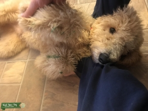 F1b yellow labradoodle  Listing Image