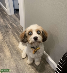 Blue Eyed Cavapoo  Listing Image