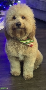 Mini Golden Doodle Listing Image