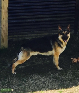 2 year old Black /Tan German Shepherd Proven Stud  Listing Image