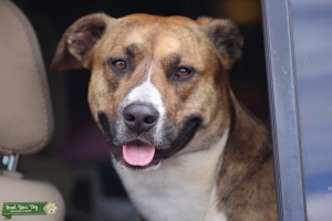 MIX Breed  Listing Image