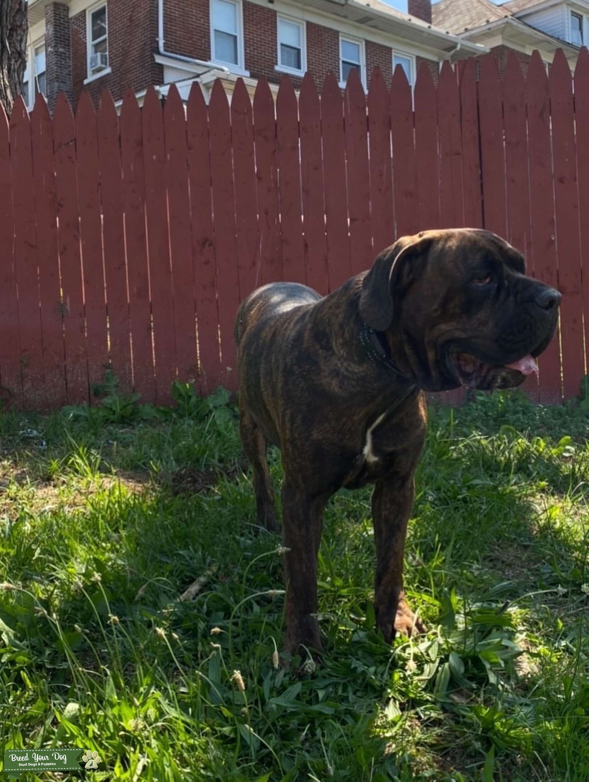 Brindle Stud Dog in Pennsylvania, the United States Breed Your Dog