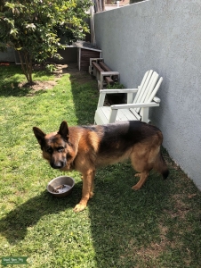 4 Year Old German Sheperd Listing Image