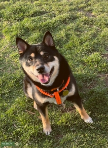 Shiba Inu Stud Listing Image