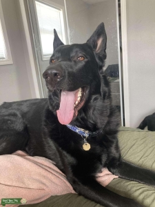 All Black AKC male  Listing Image