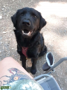 Golden Chow female looking for male chow Listing Image