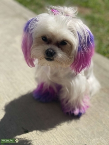 Maltese Female Looking For Male Listing Image