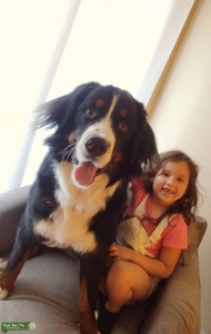 Beautiful Bernese Mtn Dog Stud Listing Image