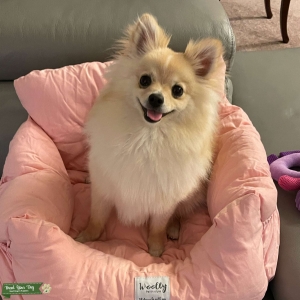 Looking for a healthy, smart dog Listing Image