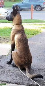 Handsome Male Malinois  Looking for mate  Listing Image