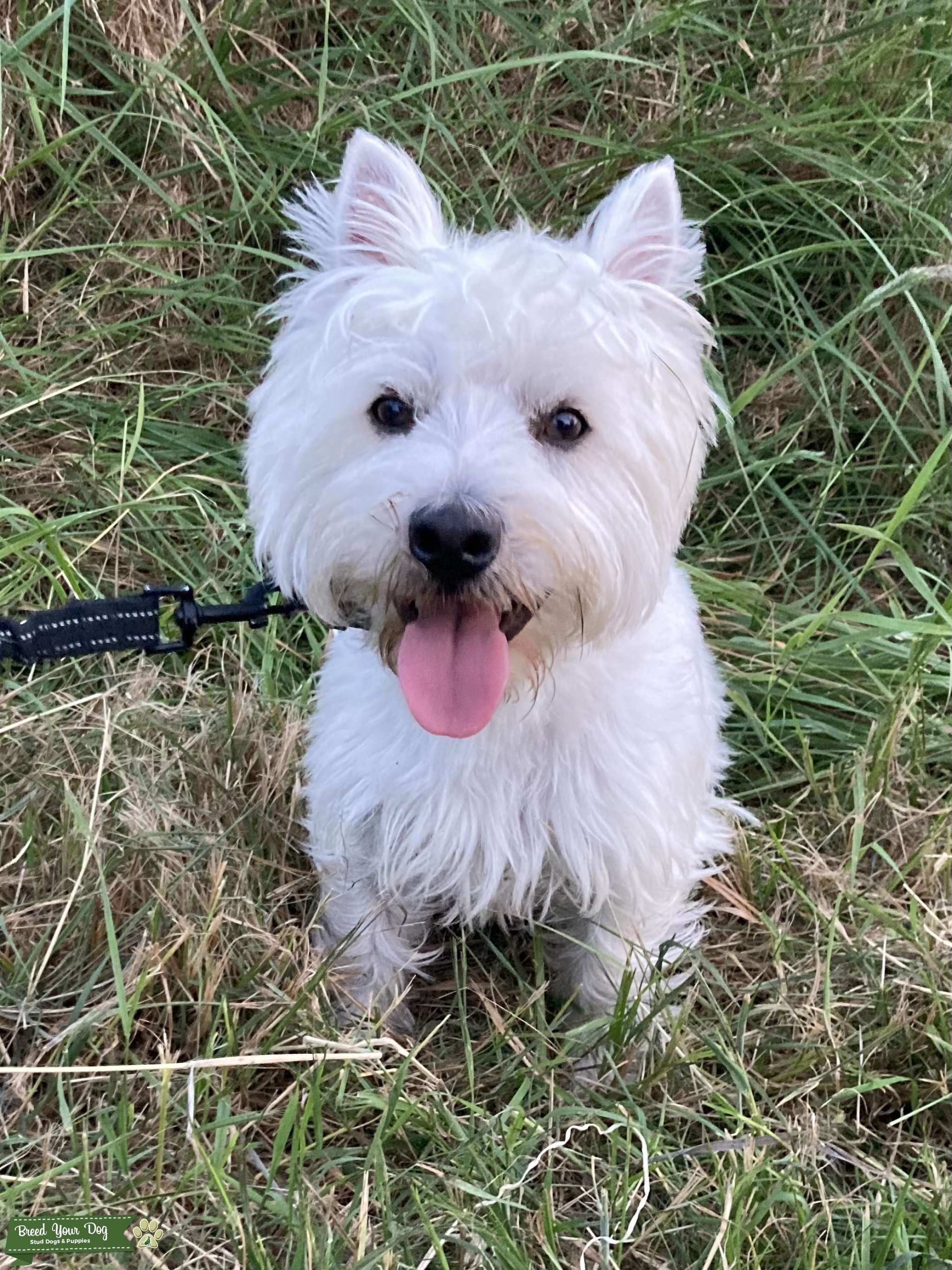 Proven West Highland Terrier Stud Dog in Northern Ireland, the United States Breed Your Dog