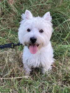 Proven West Highland Terrier Listing Image