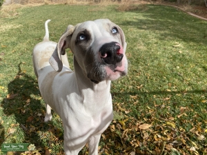 Merlequinn/Fawn Great Dane AKC Listing Image