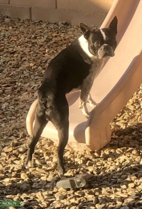 Boston terrier Stud akc Listing Image