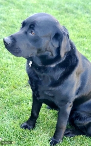 Black Labrador  Listing Image
