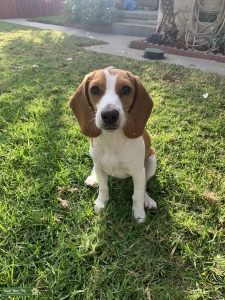 Looking for a male beagle  Listing Image