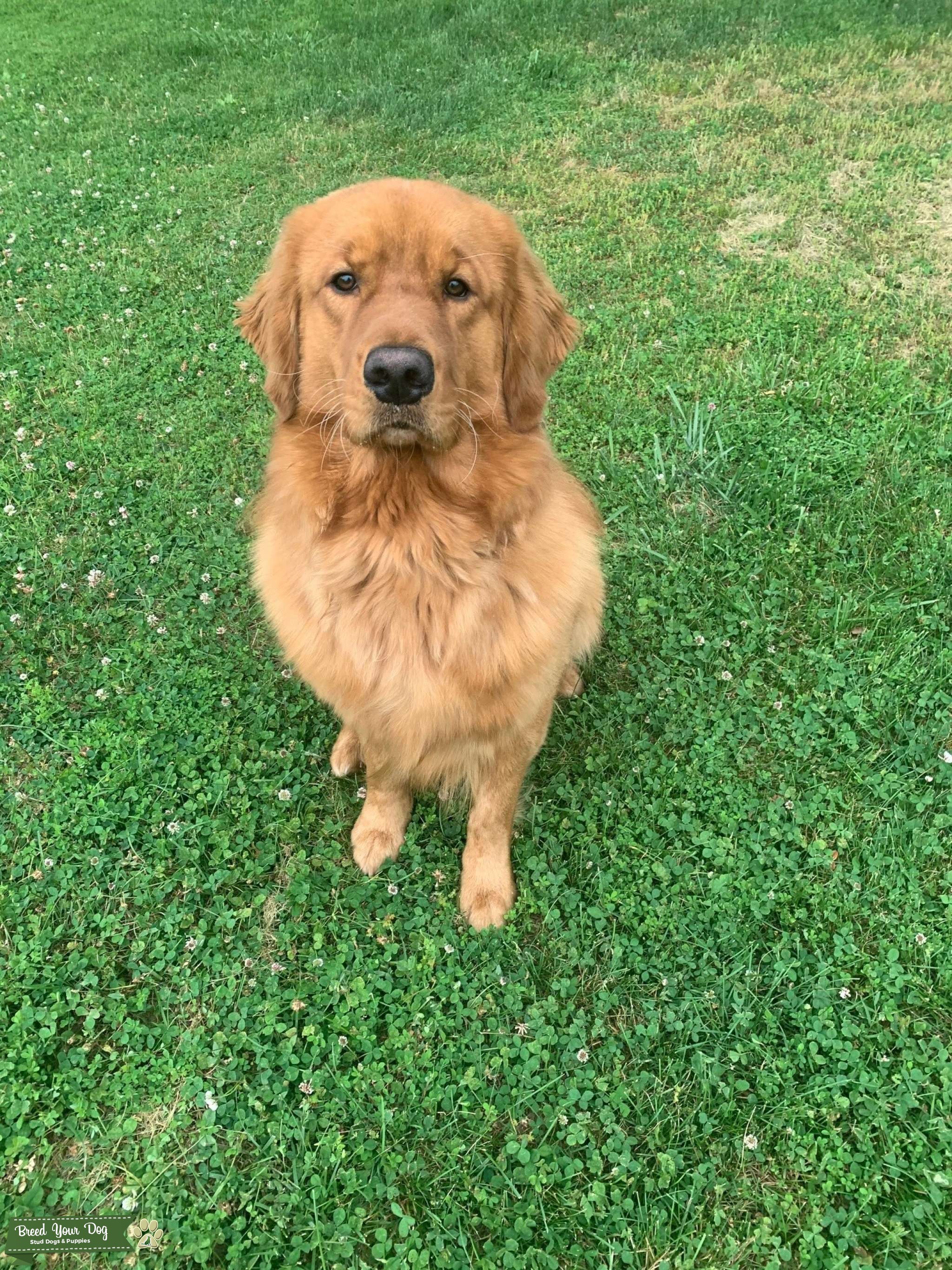 Golden Retriever Stud Services Stud Dog in VA, the United States Breed Your Dog