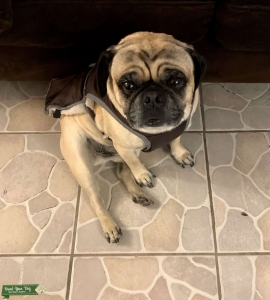Fawn Pug Listing Image