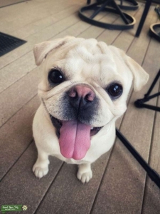 White Pug Stud Listing Image