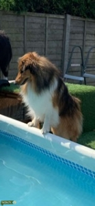 Proven sheltie x Border collie for stud Listing Image