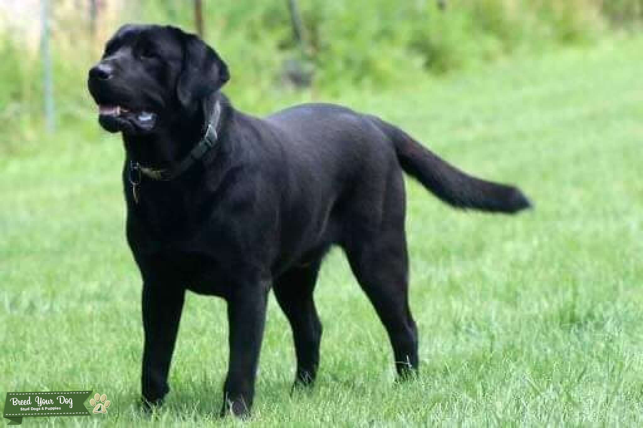 Black English Labrador proven stud Stud Dog in Eastern USA